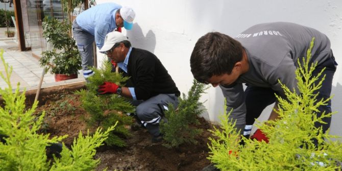 Bodrum Sardunyalarla Kaplanıyor