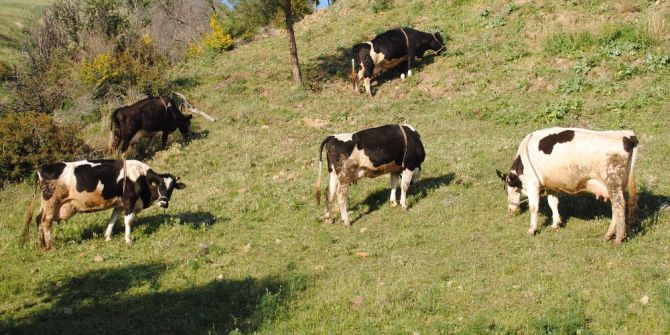 Aktaş; “Aydın’daki Mera Alanları Daha Aktif Kullanılmalı”