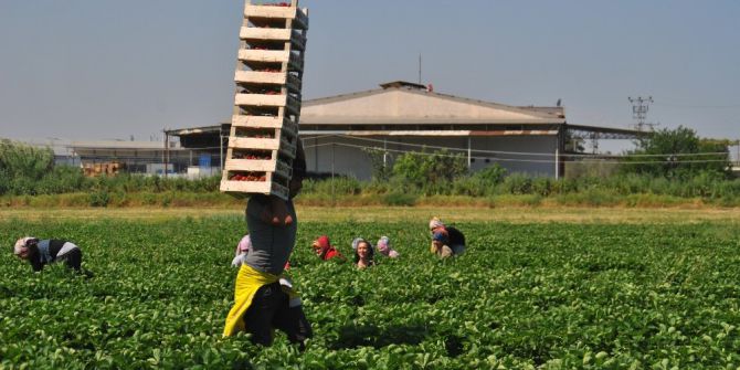 Aydın’da Üreticiler Mum Işığı İle İşçi Arıyor