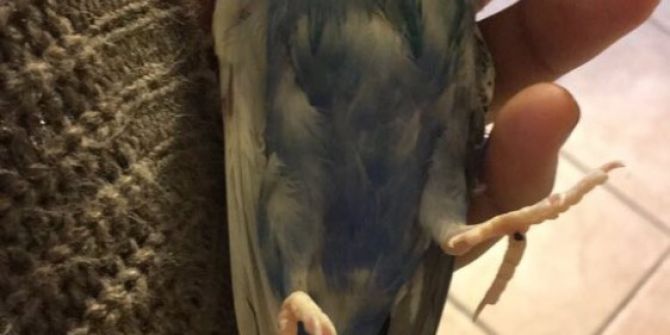 Uçmaya Çalışan Kuşu Köpek Kaptı