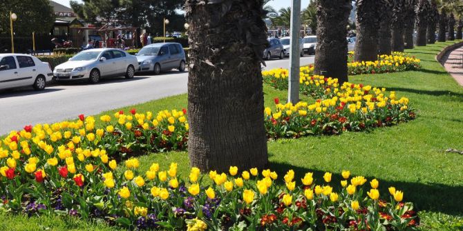 Kdz. Ereğli Lale Ve Nergislerle Renklendi