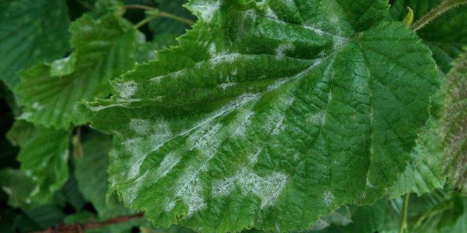 Fındıkta Küllenme Hastalığı