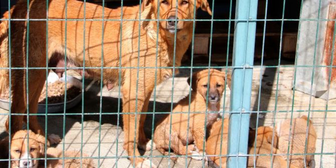 Barınağa Terk Edilen Hayvanlar