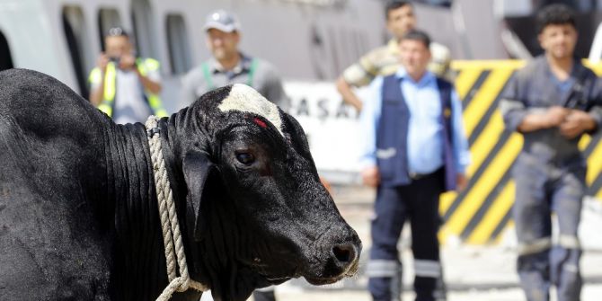 Tırdan Kaçan Angus Ortalığı Birbirine Kattı