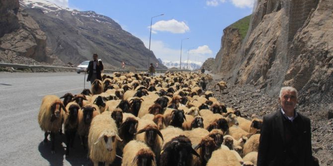 Hakkari’de Sürüler Meraya Çıkartılmaya Başlandı
