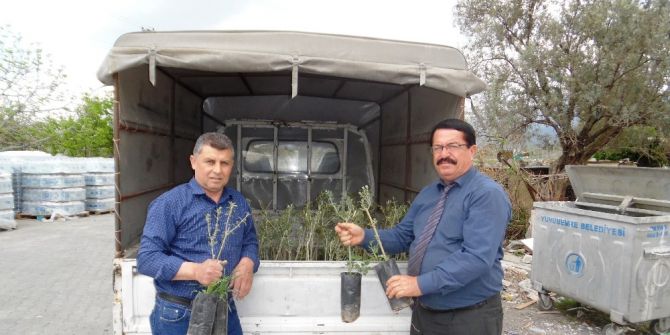 Yunusemreli Üreticilere 10 Bin Zeytin Fidanı Dağıtıldı