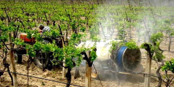 Üzüm Bağlarında Hummalı Çalışma Başladı