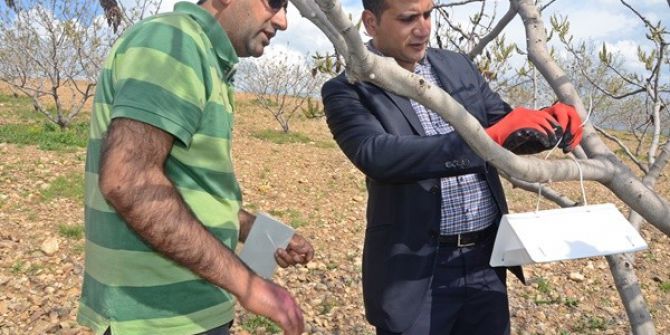 Dal Güvesine Karşı Bioteknik Mücadele