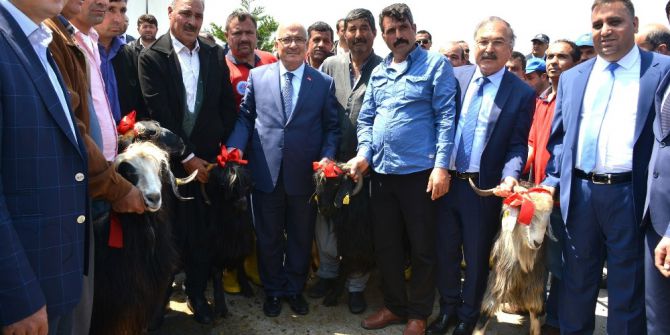 Büyükşehir Belediyesi, Üreticilere 910 Damızlık Kıl Keçisi Tekesi Dağıttı