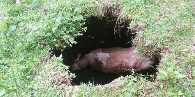 Köylüler ‘Çiçek’ İçin Seferber Oldu