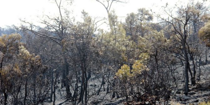 80 Hektara Zarar Veren Yangında ’Arıcı’ Şüphesi