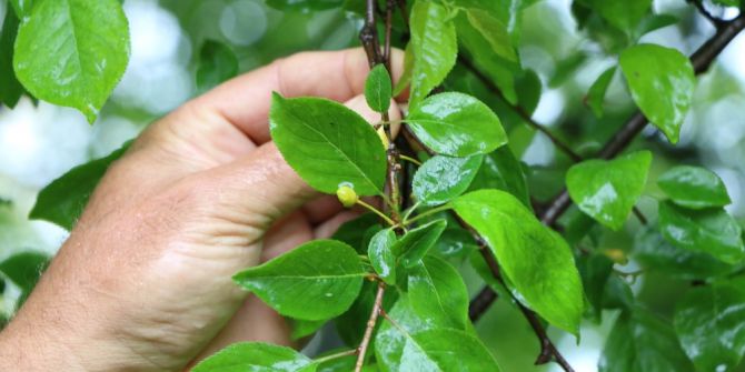 Don, Çiftçiyi Ağır Vuruyor