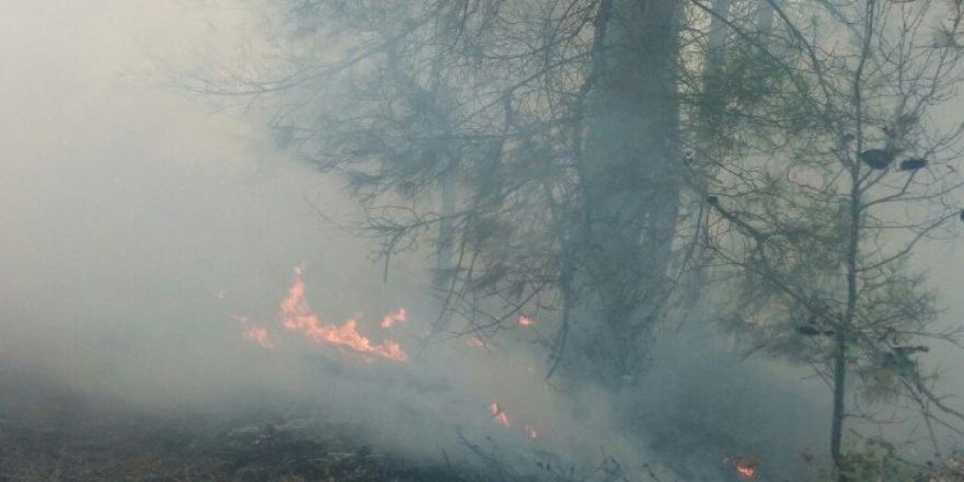 Orman Yangını
