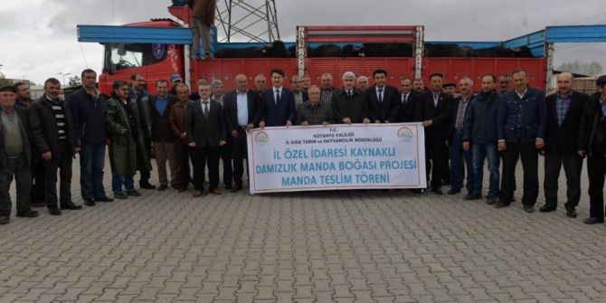 Kütahya’da 13 Köye Damızlık Manda Boğası Dağıtıldı