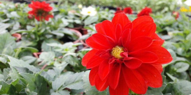 Gölbaşı’nda Çiçek Üretimi Yıl Boyunca Devam Ediyor