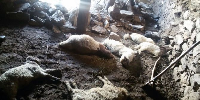 Başkale’de 40 Koyun Telef Oldu