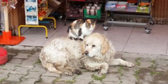 Kedi İle Köpeğin Dostluğunu Gören Şaşırıyor