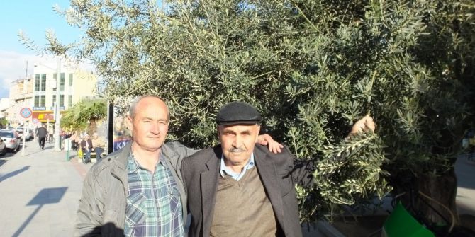 Nisan Yağmurları Zeytinde Umudu Arttırdı