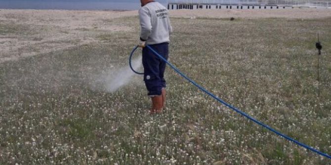 Burhaniye Sahillerinde Ot Mücadelesi