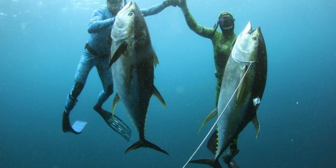 Zıpkınla Balık Avlama Türkiye Şampiyonası Ören’de Yapılacak