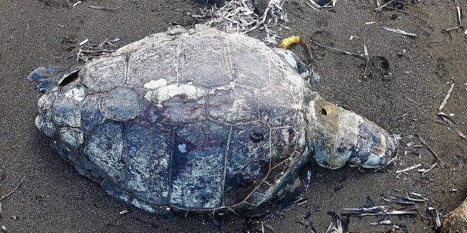 Caretta Caretta Kıyıda Ölü Bulundu