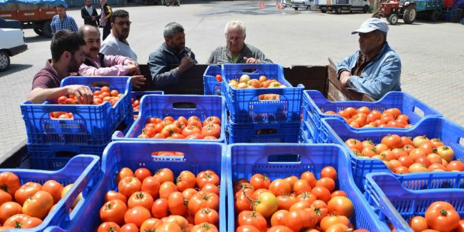 Domates Üreticinin Yüzünü Güldürdü