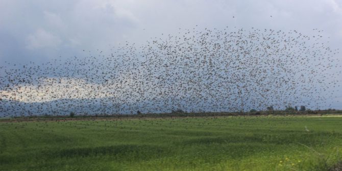 Aydın Ovası’nı Kuşlar İstila Etti