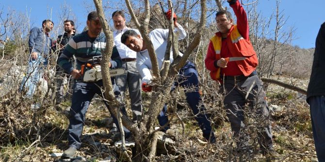 Bitlis’te 10 Bin Bıttım Ağacı Aşılanacak