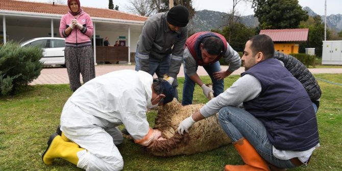 Yavruları Anne Karnında Ölen Koyun Kurtarıldı