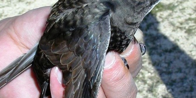 Ebabil Kuşuna Kurtarma Operasyonu