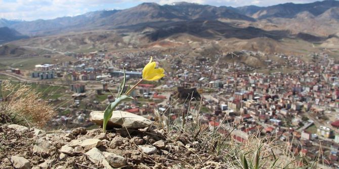 Oltu Lale Dağında Lale Ve Menekşeler Açtı