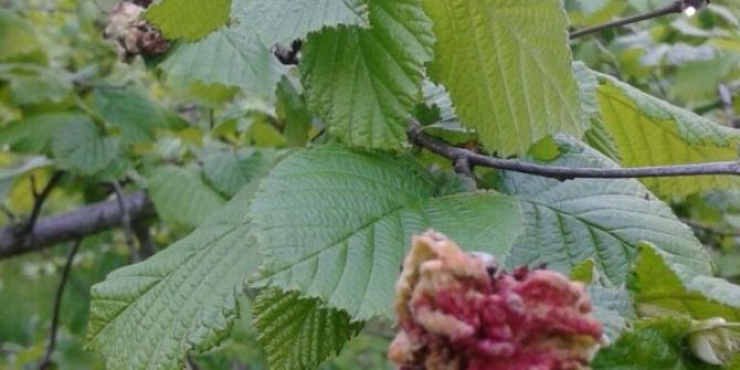 Fındıkta Külleme Hastalığında Zira Mücadele Uyarısı