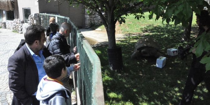 97 Yaşında Ki Kaplumbağa Tuki, Ezeli Rekabet İçin Tahminde Bulundu