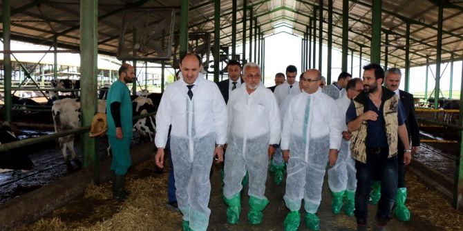 Vali Demirtaş, Dev Hibe Alan Damızlık Düve Çiftliğini Ziyaret Etti