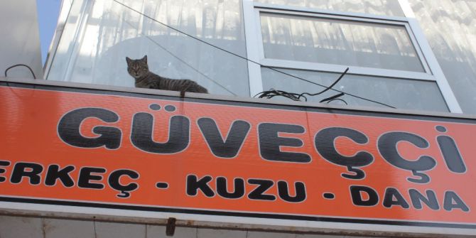 Mahsur Kalan Kediyi İtfaiye Ekipleri Kurtardı