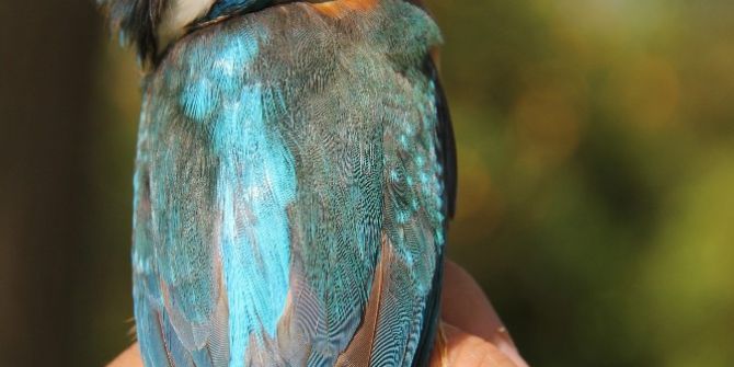 Öğrencilerden Uygulamalı Kuş Halkalama