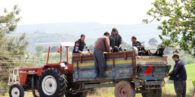 Damızlık Kıl Keçisi Tekeleri Üreticilere Dağıtılıyor