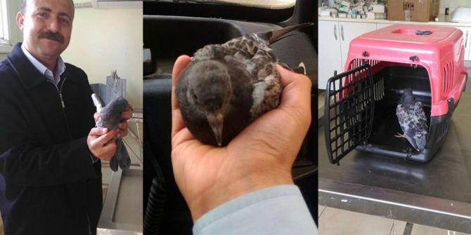 Yaralı Güvercine Zabıta Sahip Çıktı