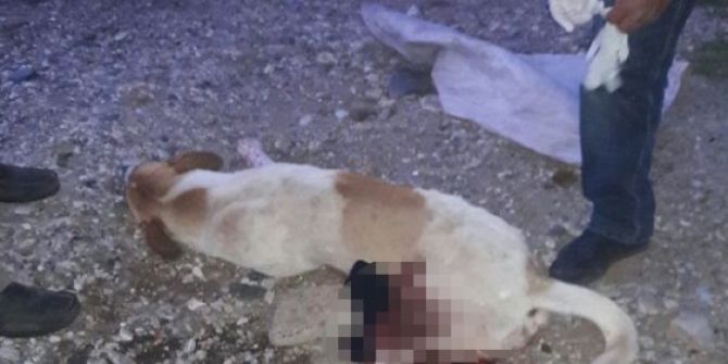 Milas’ta Sokak Köpeğini Silahla Vurdular