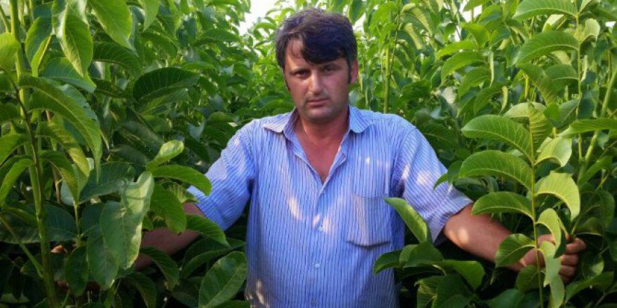 Türkiye’nin Ceviz Fideleri Bandırma’dan