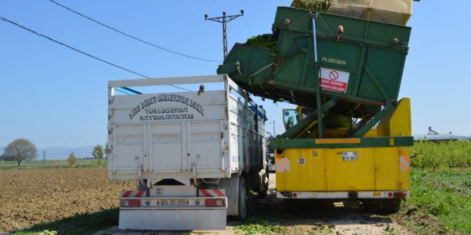 Bursa’da Ispanak Hasadı Başladı