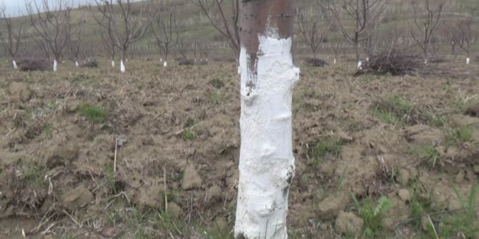 Meyve Ağaçlarını Kemiren Fareler Zarara Yol Açtı