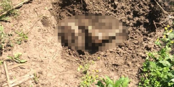 Adana’da Ormanlık Alanda Erkek Cesedi Bulundu