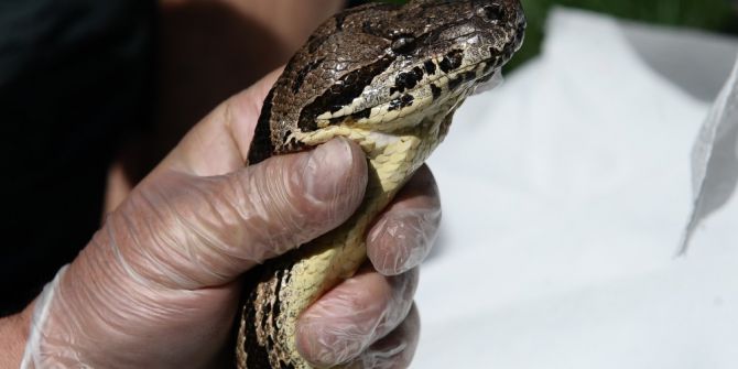 Dev Yılana Nefes Kesen Uçuk Operasyonu