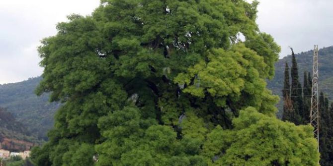 Kuşadası’nda 300 Yıllık Anıt Ağaç İçin Seferberlik