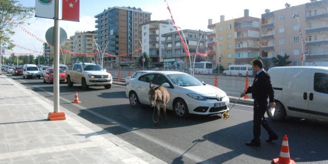 Araçların Arasına Dalan Eşek Sürücülere Zor Anlar Yaşattı