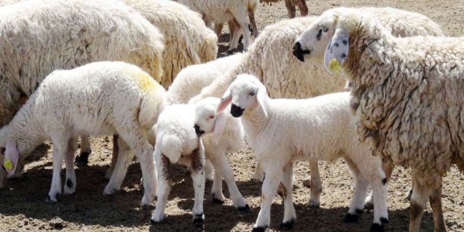 Aksaray’da 2 Bin 660 Üreticiye 8 Milyon 402 Bin Tl Destekleme Ödemesi