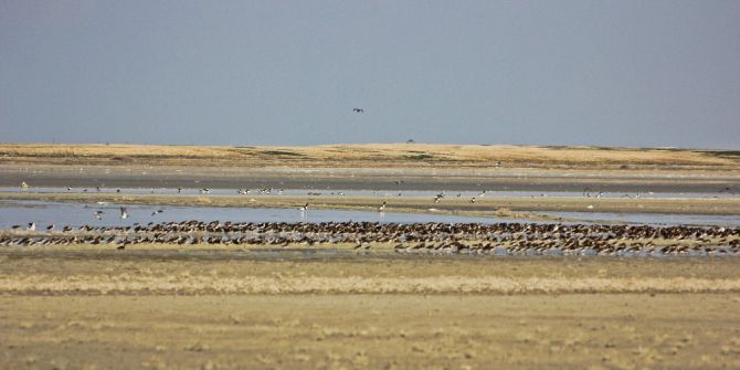 Su Oranı Arttı Kuşlar Seyfe Gölüne Aktı