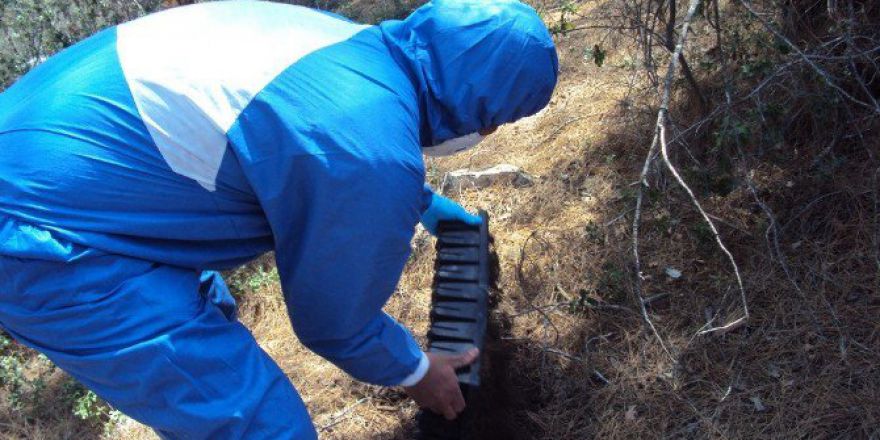 Antalya’da Çam Kese Böceğine Karşı Etkin Mücadele