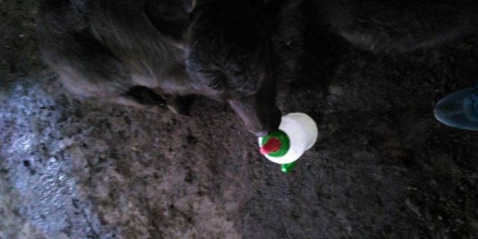 Bataklığa Saplanan Mandanın Acı Sonu